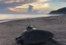 海龜背感測器精確測海水溫度