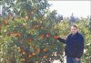 一顆鮮橙「兩頭甜」